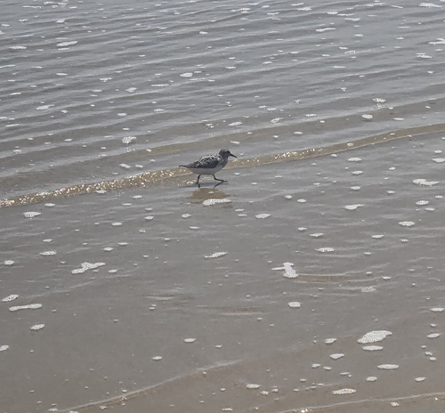 iNaturalist image