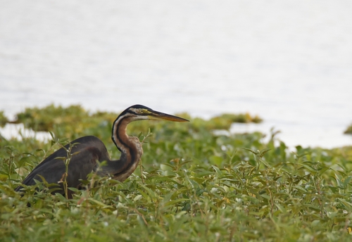 iNaturalist image