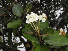 Dombeya ficulnea