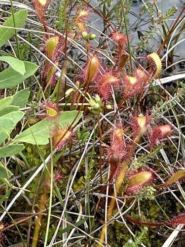 Great Sundew