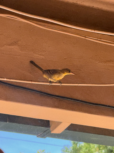 Hooded Oriole