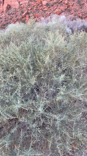 Fourwing Saltbush