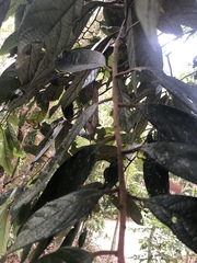 Cryptocarya mackinnoniana