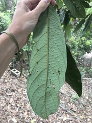 Cryptocarya mackinnoniana