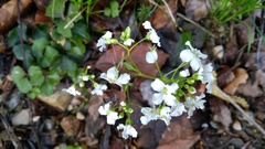 Cardamine trifolia
