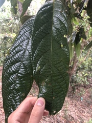 Cryptocarya mackinnoniana