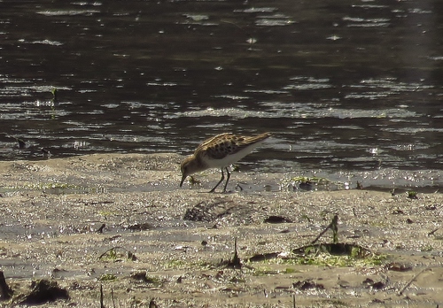 iNaturalist image