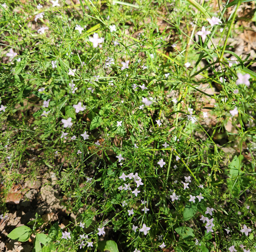 diamond-flowers