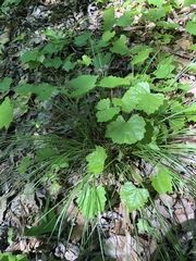 Melica mutica