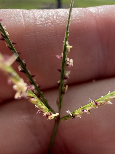 Bermuda grass