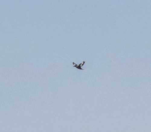 iNaturalist image