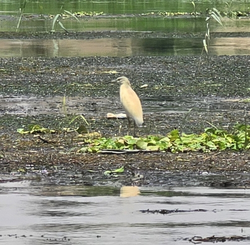 iNaturalist: (c) animaluki, some rights reserved (CC BY-NC) iNaturalist image