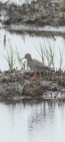 iNaturalist image