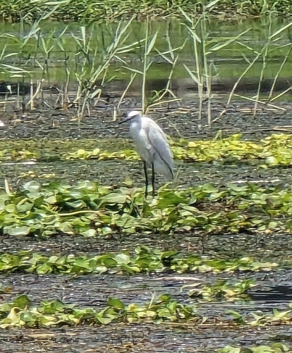 Little Egret
