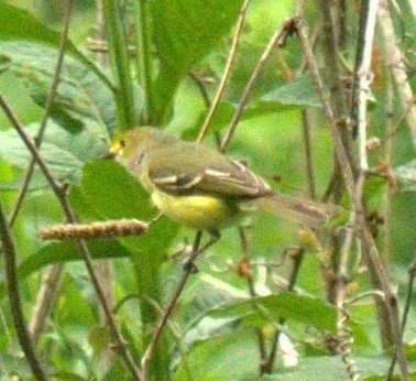 White-eyed Vireo