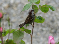 Passer domesticus
