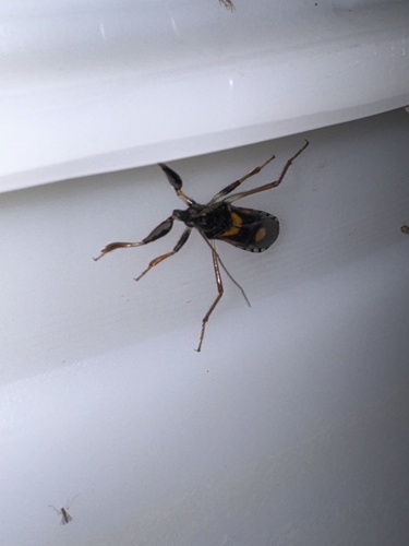 Rasahus hamatus
