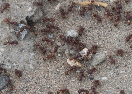 Barbatus-group Harvester Ants
