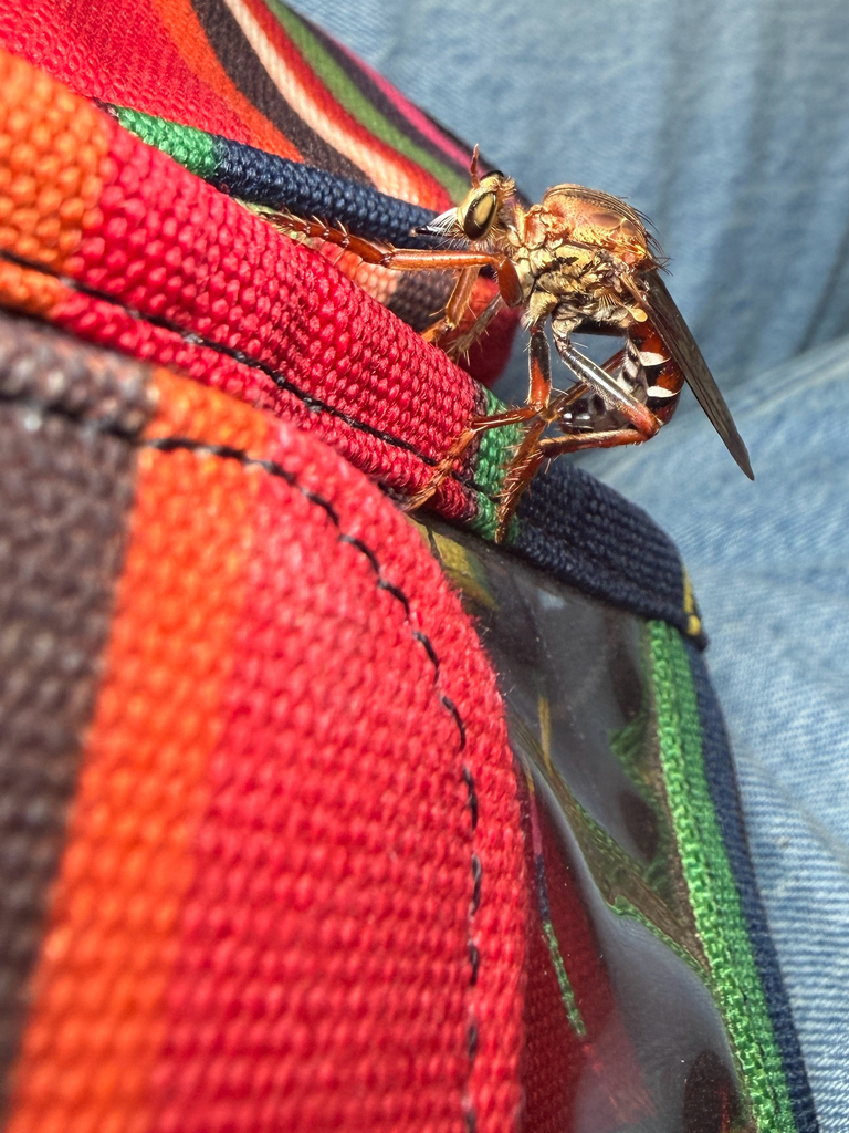 Red-tailed Raider