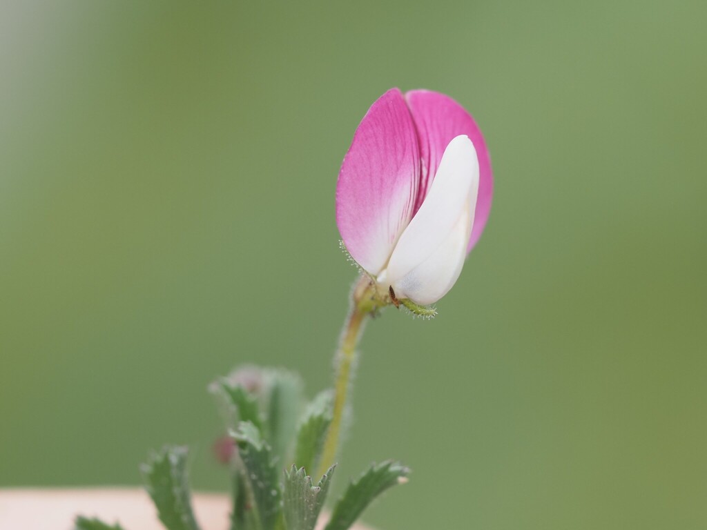 Ononis cristata; photograph (c) Louis Aureglia, some rights reserved (CC BY)