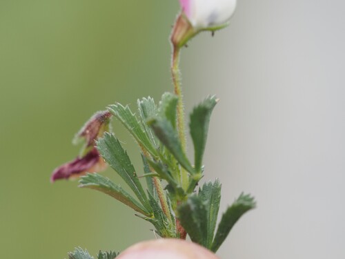Ononis cristata, photograph 2