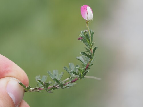 Ononis cristata, photograph 3