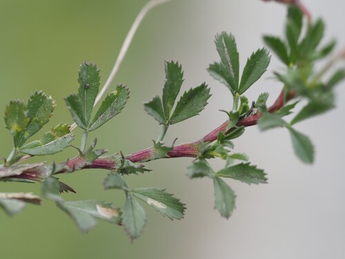 Ononis cristata, photograph 4