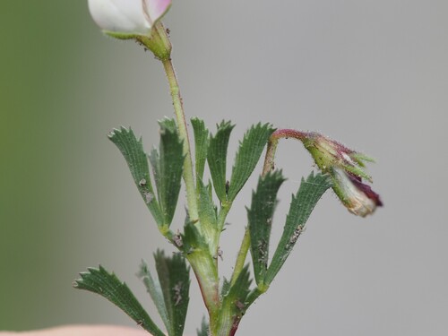 Ononis cristata, photograph 6