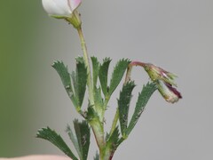 Ononis cristata, photograph (c) Louis Aureglia, some rights reserved (CC BY)