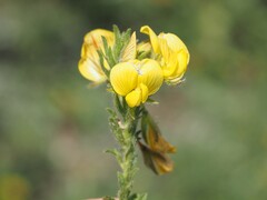 Ononis natrix, photograph (c) Louis Aureglia, some rights reserved (CC BY)