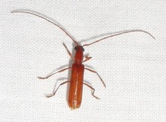 Psyrassa unicolor