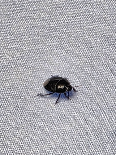 Two-lined Burrowing Bug