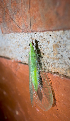 Red-lipped Green Lacewing