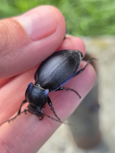 Violet ground beetle