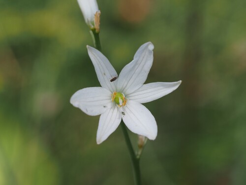 Anthericum liliago