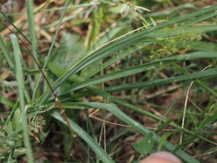 Anthericum liliago, photograph (c) Louis Aureglia, some rights reserved (CC BY)