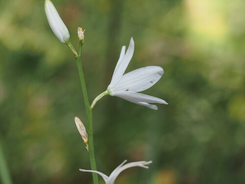 Anthericum liliago, photograph 3