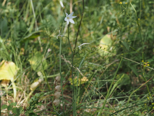 Anthericum liliago, photograph 2