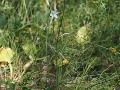 Anthericum liliago, photograph (c) Louis Aureglia, some rights reserved (CC BY)