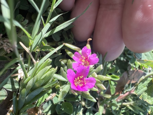 shaggy portulaca