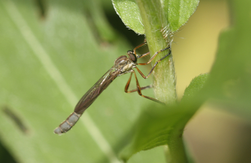 Slender Striped Robberfly, Woudrichem, Nederland, photo 9 of 10