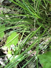Melica mutica