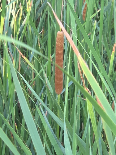 southern cattail