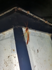 Ophioninae
