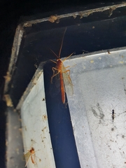 Ophioninae