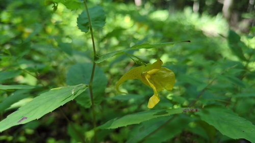 Touch-me-not Balsam