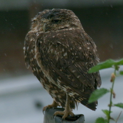 Athene cunicularia cunicularia