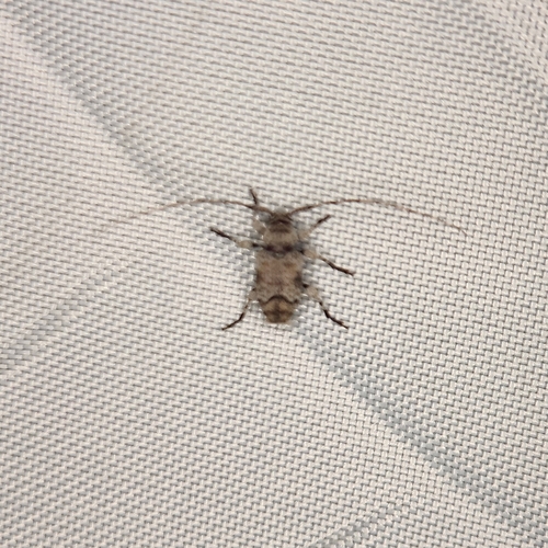 Sternidius mimeticus