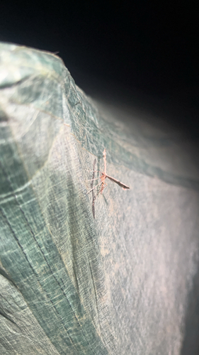 iNaturalist observation photo of Sage Plume Moth