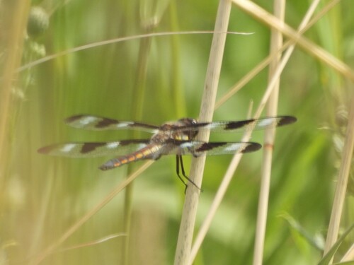 Libellula pulchella
